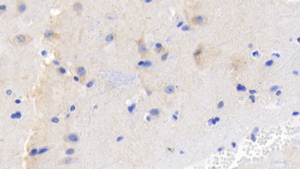 Monoclonal Antibody to Fibroblast Growth Factor 9 (FGF9)