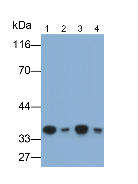 Monoclonal Antibody to Glial Cell Line Derived Neurotrophic Factor (GDNF)