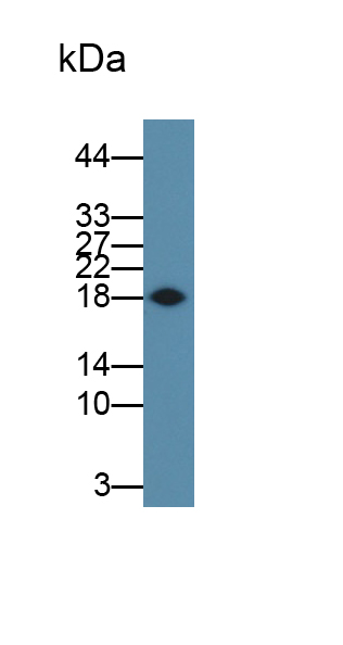 Monoclonal Antibody to Interferon Gamma (IFNg)