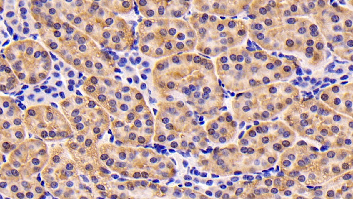 Monoclonal Antibody to Insulin Like Growth Factor 1 (IGF1)