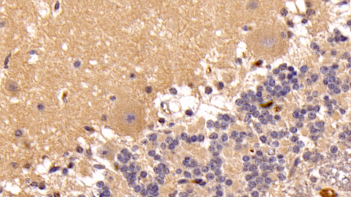 Monoclonal Antibody to Insulin Like Growth Factor 1 (IGF1)