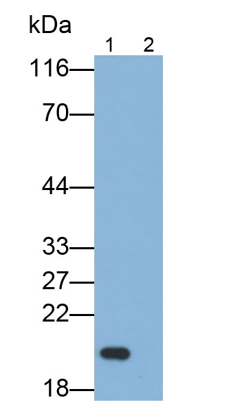 Monoclonal Antibody to Interleukin 10 (IL10)