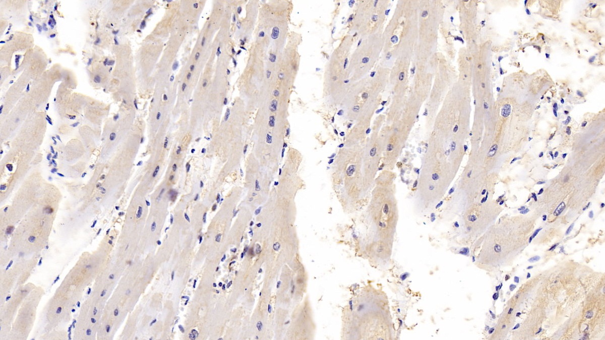 Monoclonal Antibody to Interleukin 18 (IL18)