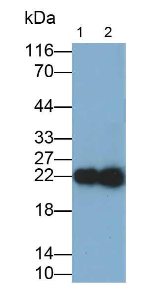 Monoclonal Antibody to Interleukin 18 (IL18)