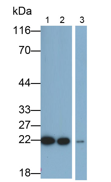 Monoclonal Antibody to Interleukin 18 (IL18)