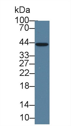 Monoclonal Antibody to Interleukin 1 Alpha (IL1a)