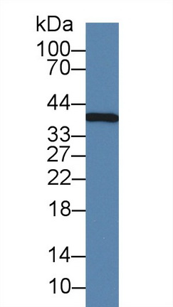 Monoclonal Antibody to Interleukin 1 Alpha (IL1a)