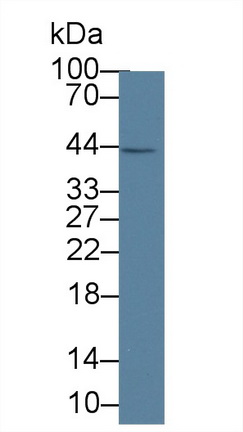 Monoclonal Antibody to Interleukin 1 Alpha (IL1a)