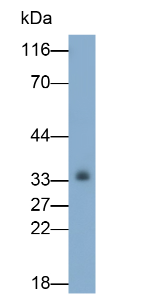 Monoclonal Antibody to Interleukin 1 Alpha (IL1a)