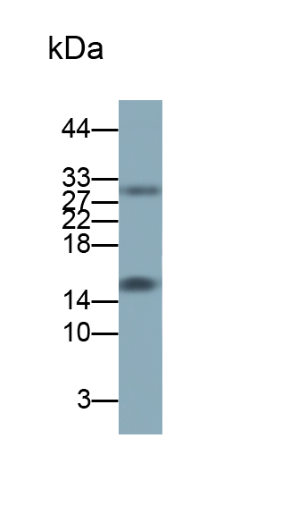 Monoclonal Antibody to Interleukin 2 (IL2)