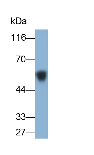 Monoclonal Antibody to Immunoglobulin G1 (IgG1)