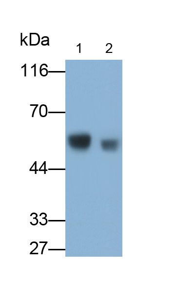 Monoclonal Antibody to Immunoglobulin G1 (IgG1)