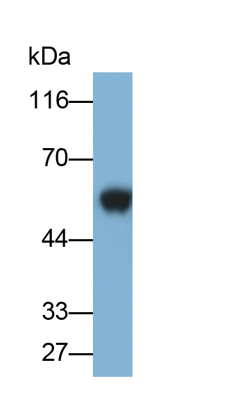 Monoclonal Antibody to Immunoglobulin G1 (IgG1)