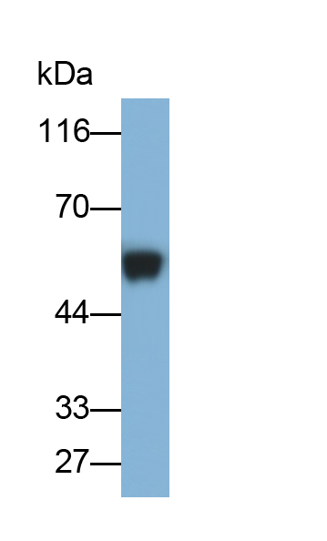 Monoclonal Antibody to Immunoglobulin G1 (IgG1)