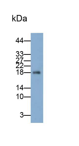 Monoclonal Antibody to Interleukin 4 (IL4)
