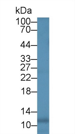 Monoclonal Antibody to Interleukin 8 (IL8)