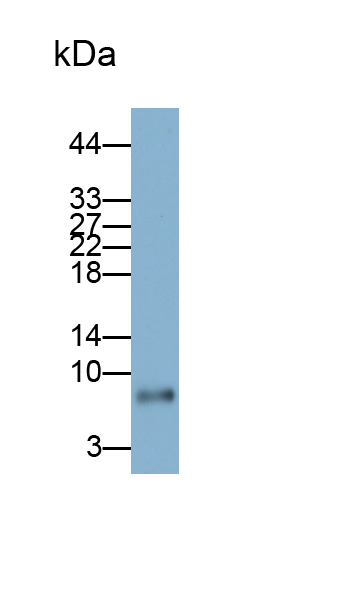 Monoclonal Antibody to Interleukin 8 (IL8)