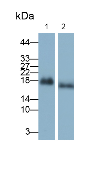 Monoclonal Antibody to Leptin (LEP)