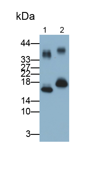 Monoclonal Antibody to Leptin (LEP)