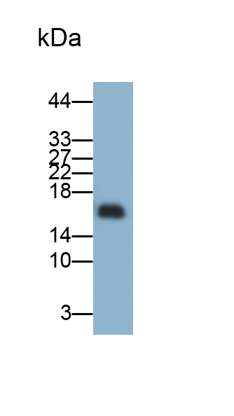 Monoclonal Antibody to Leptin (LEP)