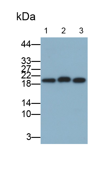 Monoclonal Antibody to Leukemia Inhibitory Factor (LIF)