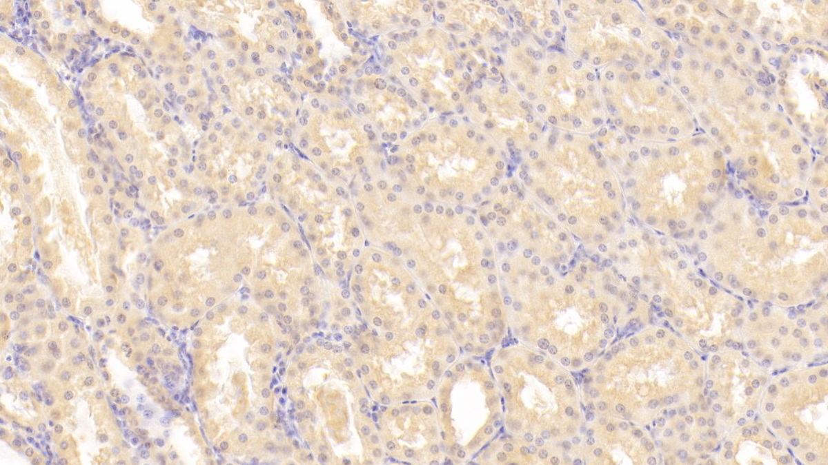 Monoclonal Antibody to Leukemia Inhibitory Factor (LIF)