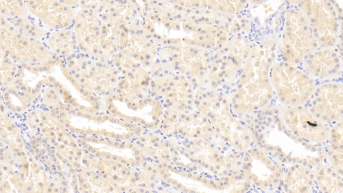 Monoclonal Antibody to Leukemia Inhibitory Factor (LIF)
