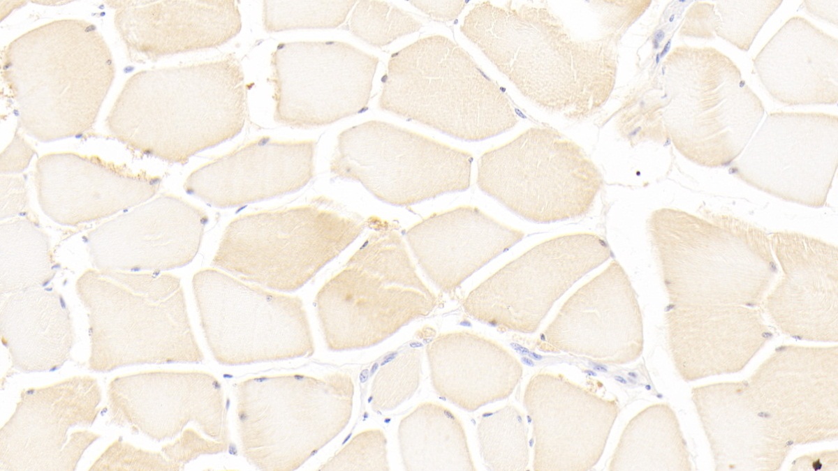 Monoclonal Antibody to Leukemia Inhibitory Factor (LIF)