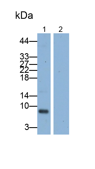Monoclonal Antibody to Macrophage Inflammatory Protein 1 Alpha (MIP1a)