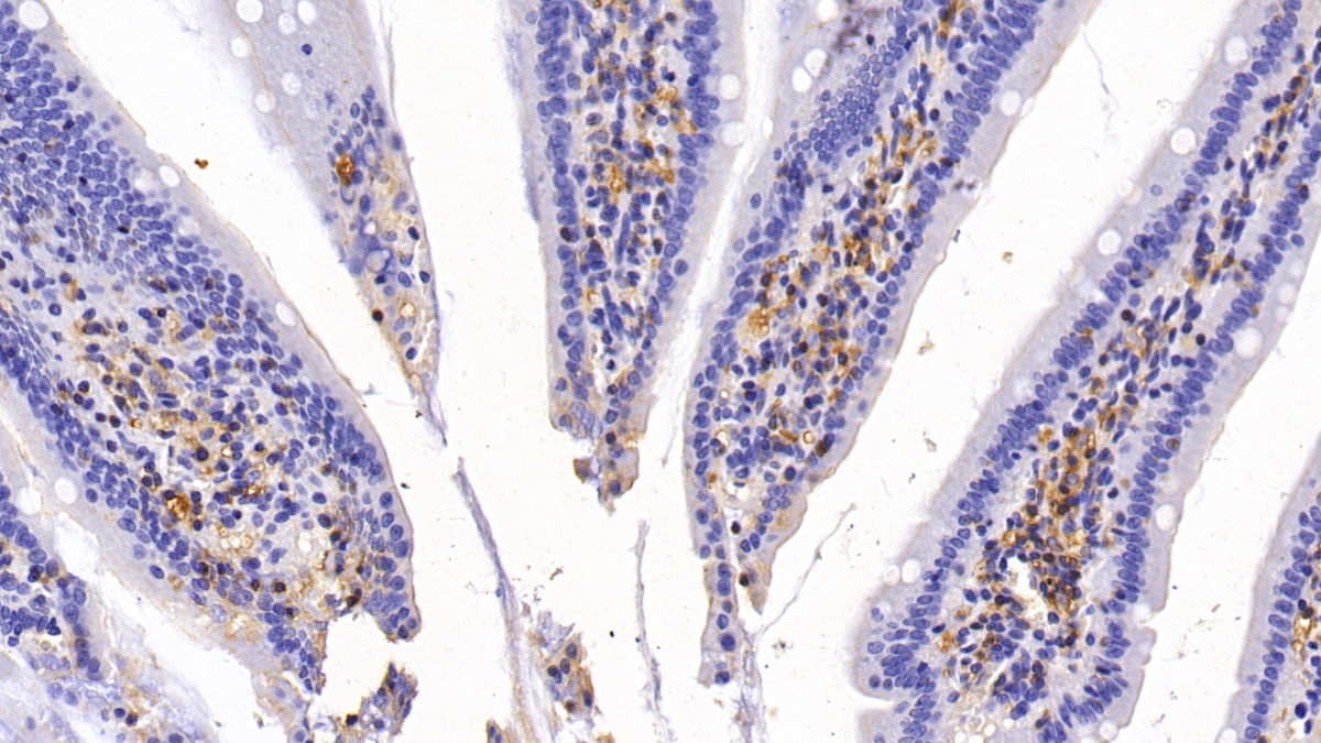 Monoclonal Antibody to Macrophage Inflammatory Protein 1 Alpha (MIP1a)