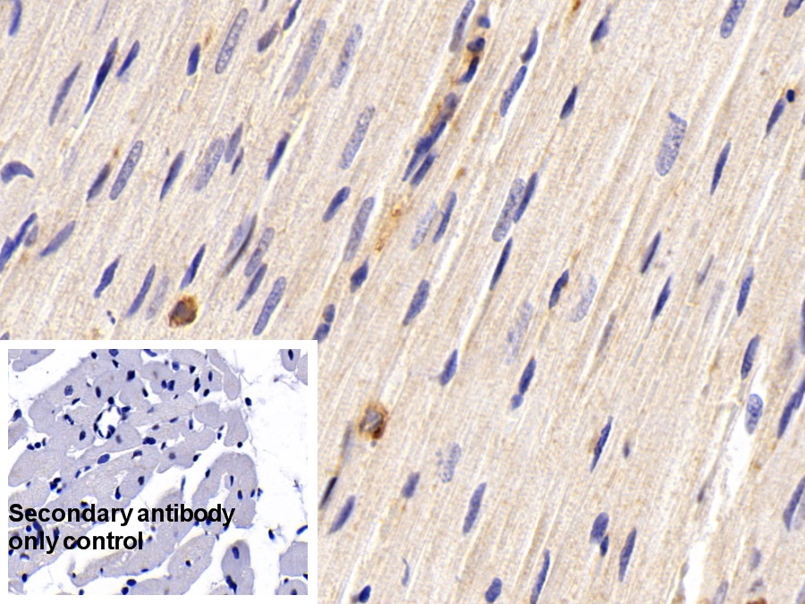 Monoclonal Antibody to Macrophage Inflammatory Protein 1 Alpha (MIP1a)