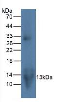 Monoclonal Antibody to Macrophage Inflammatory Protein 3 Alpha (MIP3a)