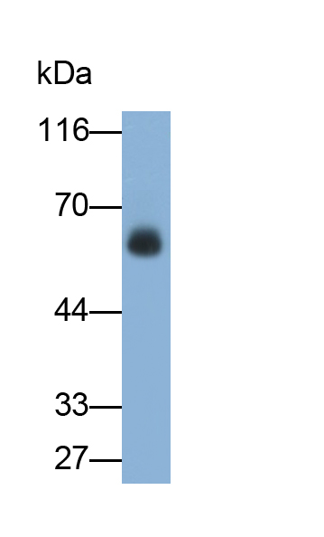Monoclonal Antibody to Matrix Metalloproteinase 10 (MMP10)
