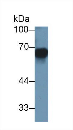 Monoclonal Antibody to Matrix Metalloproteinase 3 (MMP3)