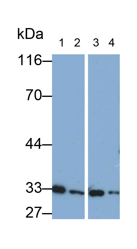 Monoclonal Antibody to Matrix Metalloproteinase 7 (MMP7)