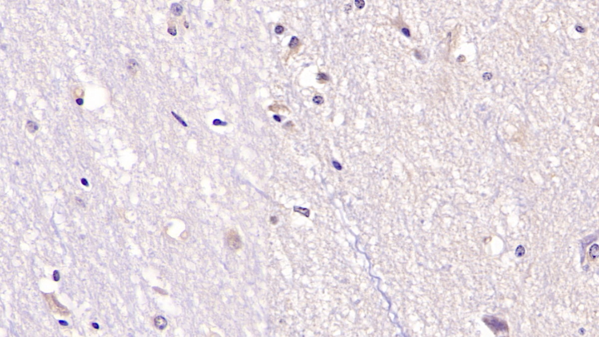 Monoclonal Antibody to Neurotrophin 3 (NT3)