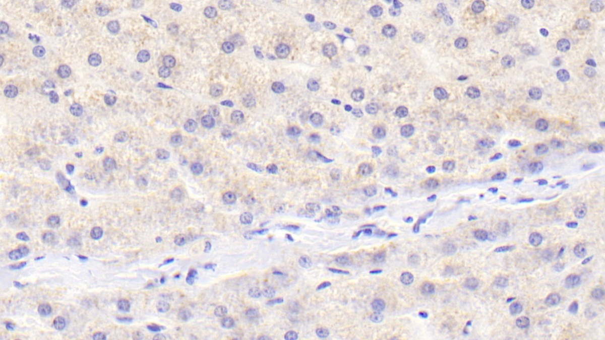 Monoclonal Antibody to Osteoprotegerin (OPG)