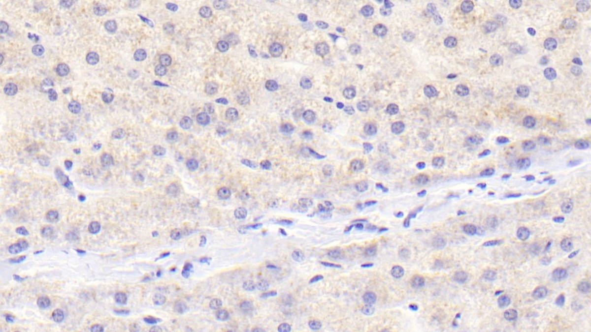 Monoclonal Antibody to Osteoprotegerin (OPG)