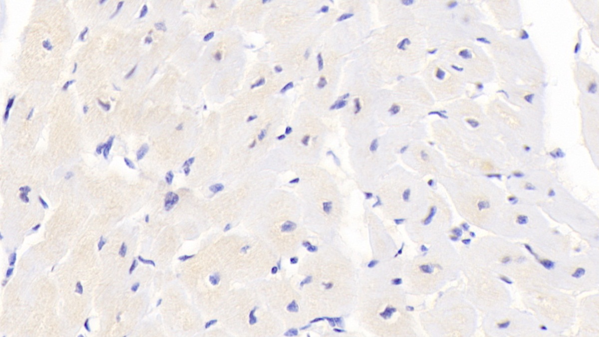 Monoclonal Antibody to Osteoprotegerin (OPG)