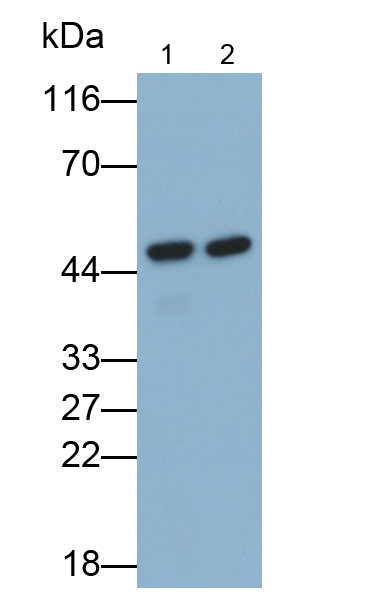 Monoclonal Antibody to Adiponectin Receptor 2 (ADIPOR2)