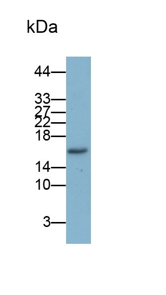 Monoclonal Antibody to Tumor Necrosis Factor Alpha (TNFa)