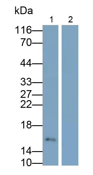 Monoclonal Antibody to Tumor Necrosis Factor Alpha (TNFa)
