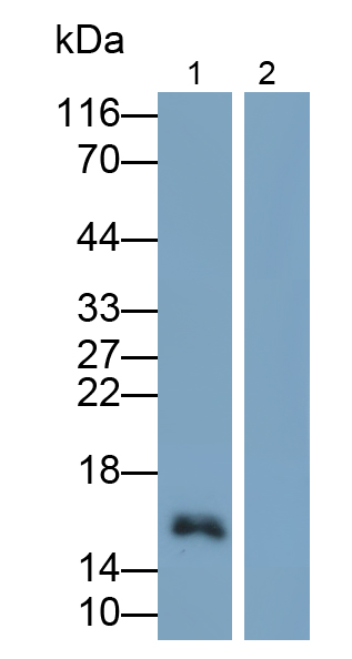 Monoclonal Antibody to Tumor Necrosis Factor Alpha (TNFa)