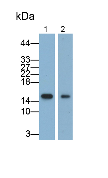 Monoclonal Antibody to Tumor Necrosis Factor Alpha (TNFa)