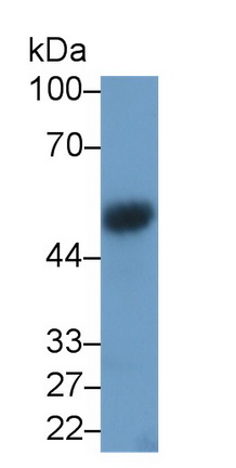 Monoclonal Antibody to Vascular Endothelial Growth Factor C (VEGFC)