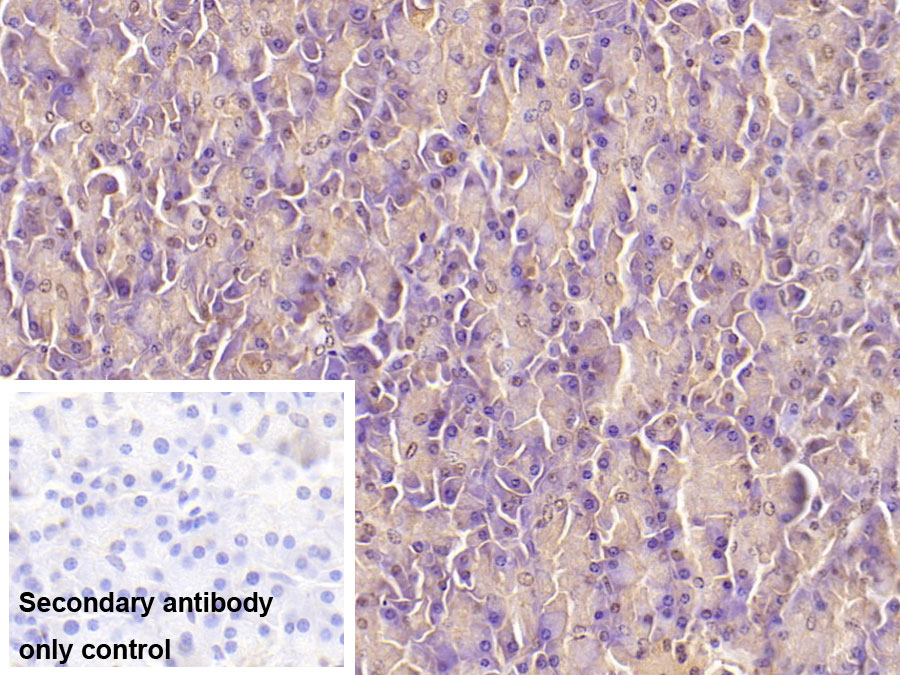 Monoclonal Antibody to Ubiquitin (Ub)