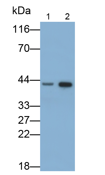 Monoclonal Antibody to Pepsinogen C (PGC)