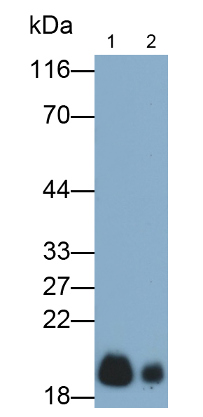 Monoclonal Antibody to Glycoprotein IX, Platelet (GP9)