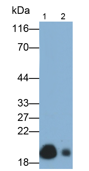 Monoclonal Antibody to Glycoprotein IX, Platelet (GP9)