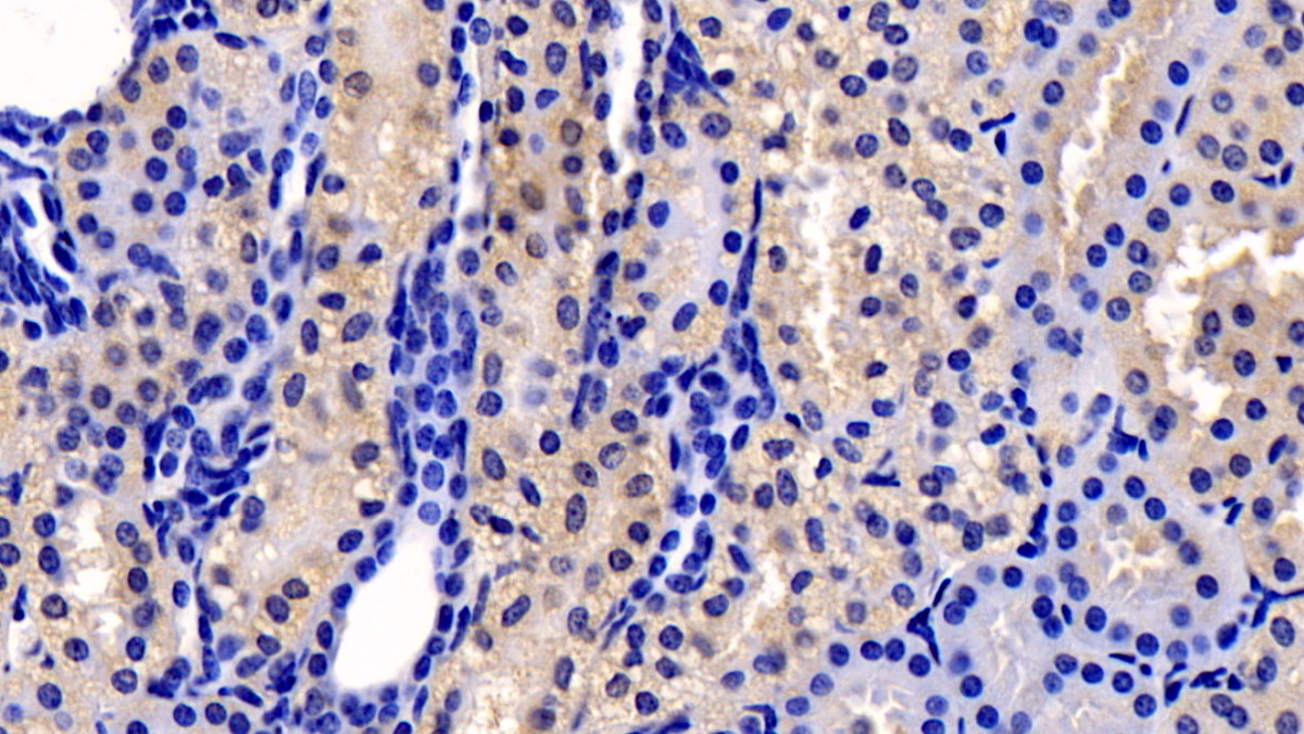 Monoclonal Antibody to Cyclophilin B (CYPB)